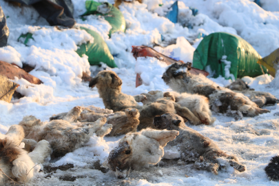 Yüksekova'da kül dökülen alanda 20 ölü köpek bulundu