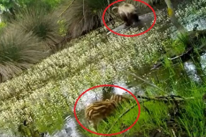Yaban domuzu yavruları ormanda su içerken fotokapanla görüntülendi