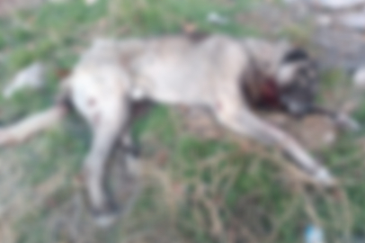Ankara'da tüfekle öldürülmüş 4 köpek bulundu