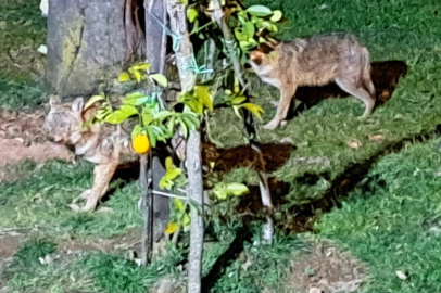 Ordu’da Çakalları Besleyen Adam: "Onlara Çok Alıştım"
