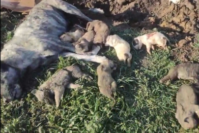 Osmaniye’de Hayvan Barınağında 21 Köpek Ölü Bulundu, İnceleme Başlatıldı