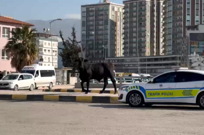 Limandan Kaçan Angus Şehre İndi; 3 Kişi Yaralandı