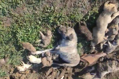 Osmaniye’de barınaktaki köpek ölümlerine ilişkin soruşturmada 4 yetkili görevden alındı