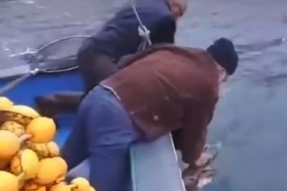 Hopa’da Denize Düşen Karaca, Balıkçıların Kepçesiyle Kurtarıldı