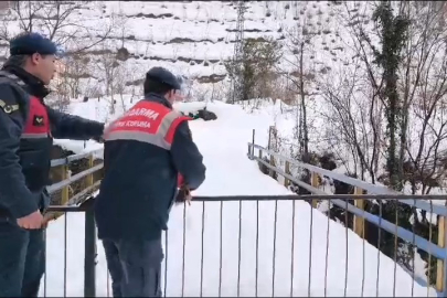 Artvin’de Yaralı Baykuş Doğaya Salındı