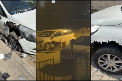 Başıboş köpekler 2 otomobili parçaladı