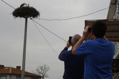 Marmara Bölgesi'nin gizli cennetine Yaren leylek akını
