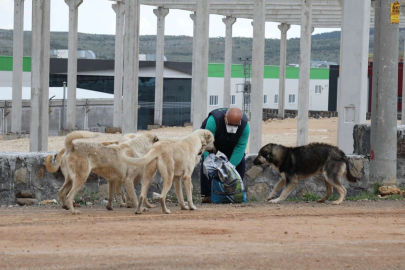 AYM, Sokak Hayvanları Yasası'nın iptali istemini reddetti