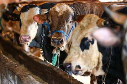 Kurban pazarları kurulmaya başladı: Fiyatlarda son durum