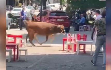 Sahibinin elinden kaçan kurbanlık, mahalleliyi peşinden koşturdu