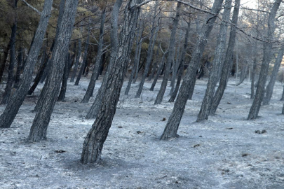 Tekirdağ'daki orman yangını kısmen kontrol altında