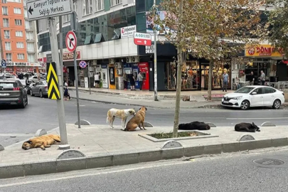 İstanbul Valiliği'nden sokak köpeği açıklaması: İvedilikle toplanmalı
