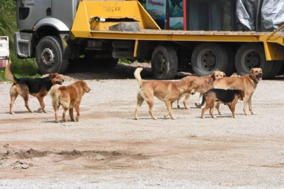 İstanbul'dan sonra sıra Afyon'da: Köpeklerin sosyal alanlarda beslenmesi yasaklandı