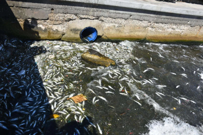 İzmir Körfezi'nde balık ölümleri sürüyor: Koku etrafa yayıldı