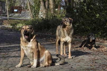 AYM, CHP'nin sokak köpeklerine yönelik yasayı iptal başvurusunu reddetti