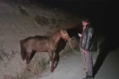 Malatya'da milyonluk yarış tayları çiftlikten kaçtı; 8'i öldü, bazıları kayıp