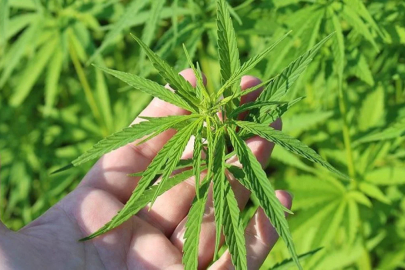 Resmi Gazete'de yayınlandı: 21 ilde kenevir üretimi yapılabilecek