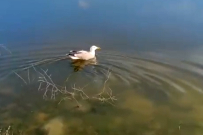 ‘Bulut’ isimli yaralı martı, bakımının ardından doğaya bırakıldı