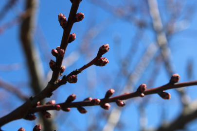 Zirai dondan etkilenen kayısıda bu yıl yüksek verim bekleniyor