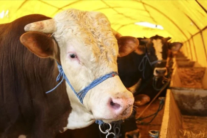 Kurbanlık pazarlıkları başladı: Fiyatlardaki yükseliş dikkat çekti