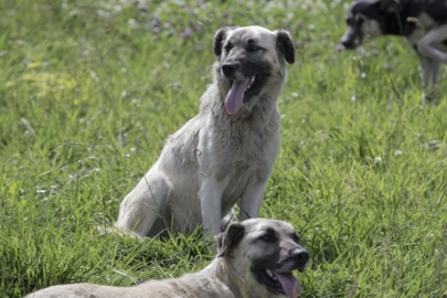 İstanbul Valiliği'nden belediyelere yazı: Sokak köpekleri toplatılacak