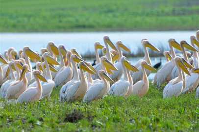Göçün Zarif Misafirleri