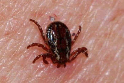 Kene kabusu geri döndü! Bir genç hayatını kaybetti