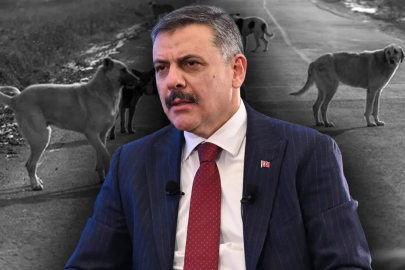 Sokak hayvanları sorunu çözülüyor! Bakan Çiftçi takvimi açıkladı