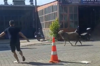 Sahibinin elinden kaçan kurbanlık koç, zor anlar yaşattı