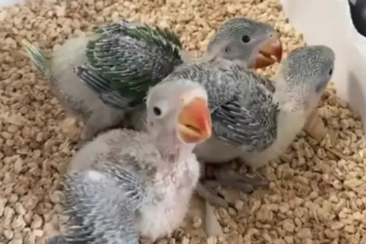 Yasa dışı satılmak istenen 3 yavru İskender papağanı korumaya alındı