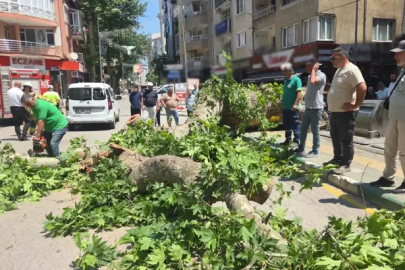 Bursa’da Devrilen tarihi çınar araca zarar verdi; yol trafiğe kapandı