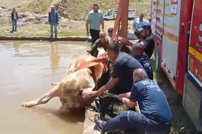 Düştüğü havuzda çamura saplanan inek kurtarıldı