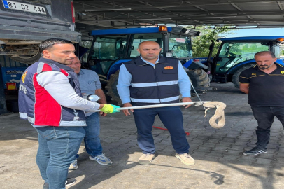Vinçle kaldırılan otomobilin motor bölümündeki yılan çıkarıldı