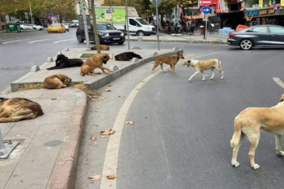İçişleri Bakanlığı'ndan sahipsiz sokak hayvanlarına yönelik açıklama