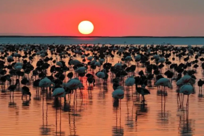 Bakan Kurum duyurdu! Tuz Gölü'nde son 5 yılın en yüksek flamingo yavrusu sayısına ulaşıldı