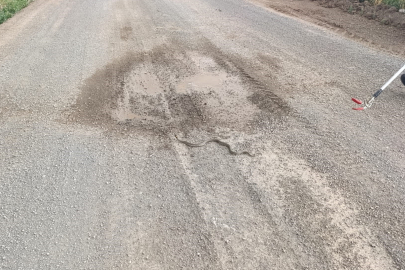 Sivas'ta odun yığınlarının arasına giren yılan itfaiye ekiplerini harekete geçirdi