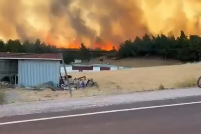 Çanakkale Bayramiç'te orman yangını