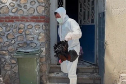 Bursa'da mahalleyi pireler bastı: Pirelerin kaynağı boş binadan 15 tavuk, 1 kedi, 1 köpek, 1 ölü köpek çıktı
