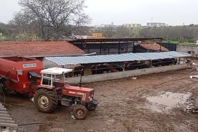 Kırşehir'de kayıp hayvanlarını ararken acı gerçekle karşılaştı