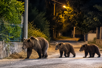 Bursa’da yerleşim alanında ayı hareketliliği: Muhtarlıktan vatandaşlara uyarı