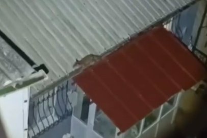 Bursa'da şaşırtan görüntü! Evin çatısına çıkan tilki vatandaşları şaşırttı