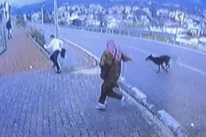 Bursa'da köpek dehşeti kamerada: Çocuk kaçarken bacağını kırdı