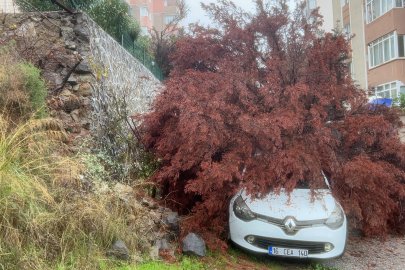 Bursa'da şiddetli yağış ağacı devirdi! Park halindeki otomobilin üzerine düştü