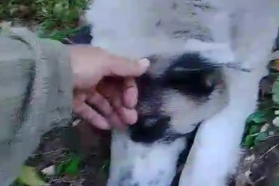 Bursa'da ormanlık alanda kurulan tuzağa yakalanan köpeği belediye ekipleri kurtardı